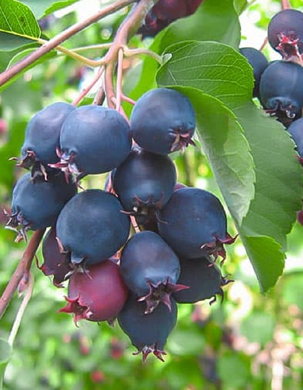 Ирга канадская Нортлайн 