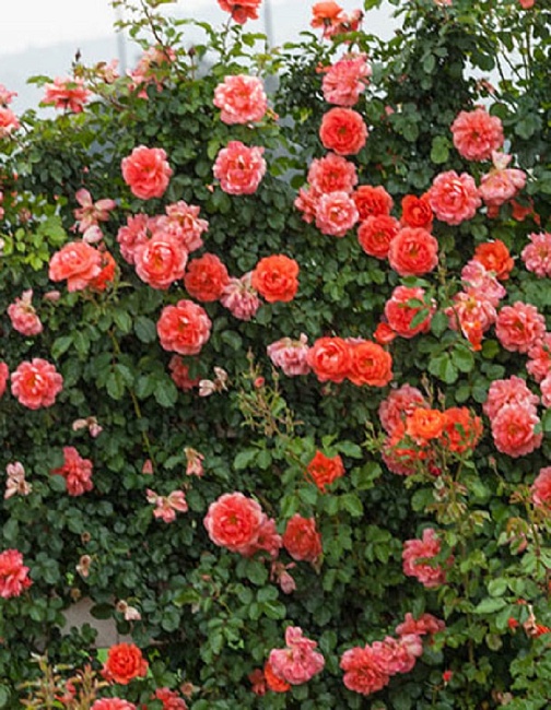 Роза плетистая Эбав олл