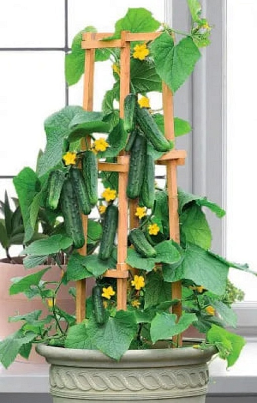 Огурец Балконный красавчик Хикмет - комнатный F1 (УД) 6 шт цв.п