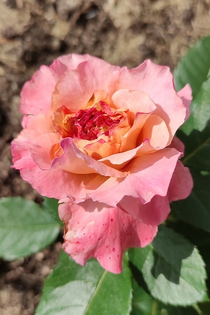 Роза чайно-гибридная Августа Луиза  1 шт 