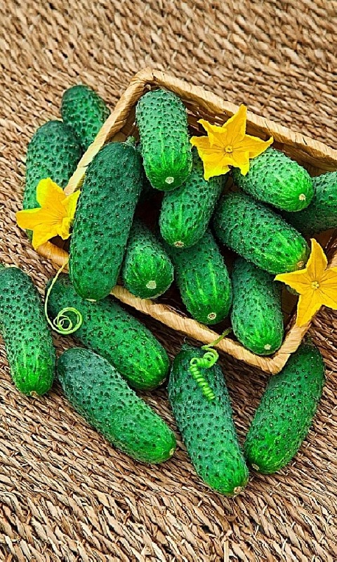 Огурец Бодрый хрустячок - корнишон F1 (УД) 12 шт цв.п.