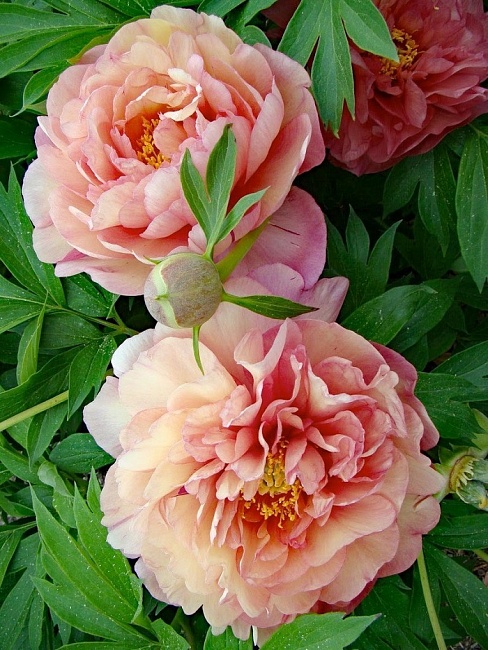 Пион ИТО-гибрид Скрумдидлеумшес