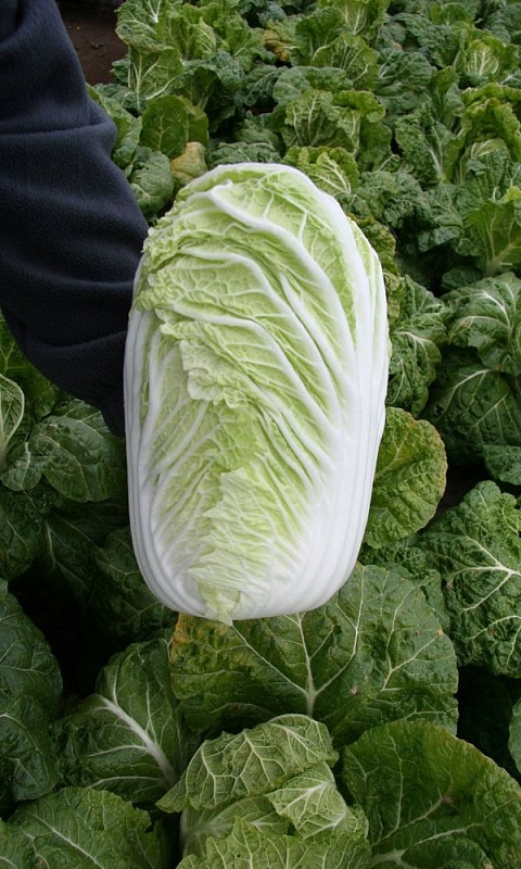 Капуста пекинская Любаша (УД) 0,25 гр цв.п.