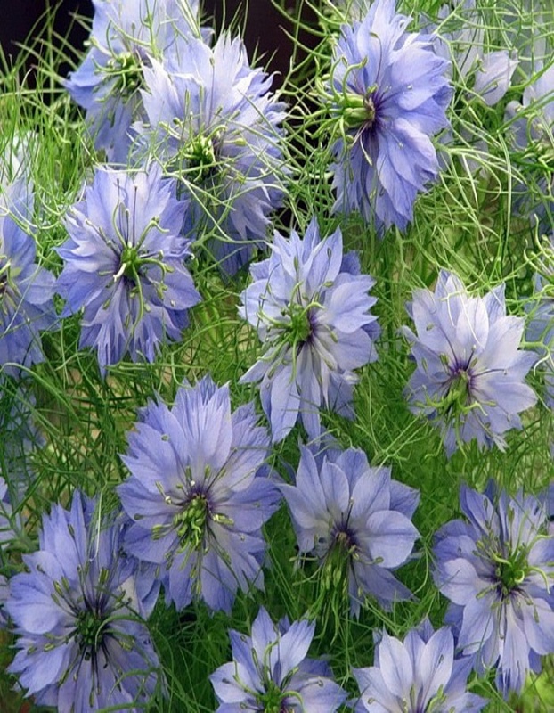 Нигелла Синие Дали (УД) 0,2 г цв п