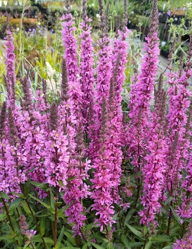 Дербенник иволистный Розовый джем ASF 1 шт Р9