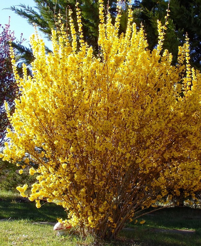 Форзиция промежуточная Спектабилис 1 шт ASF Р9