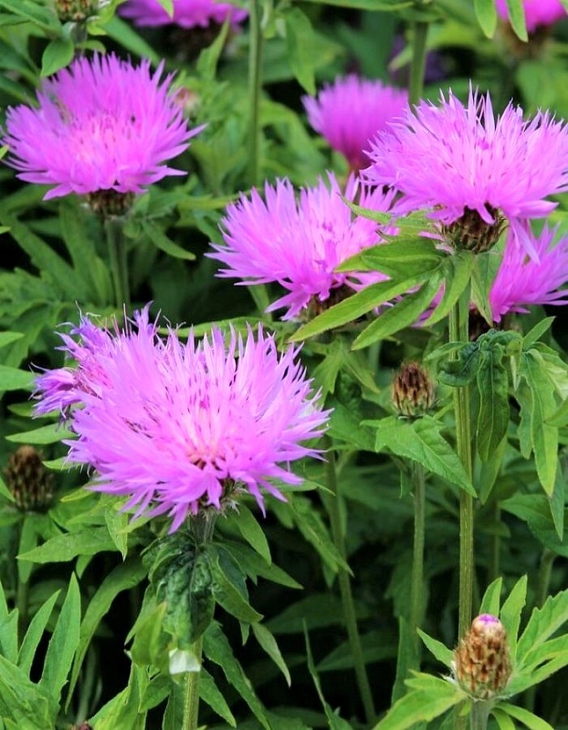 Василек подбеленный Розовый ASF 1 шт Р9