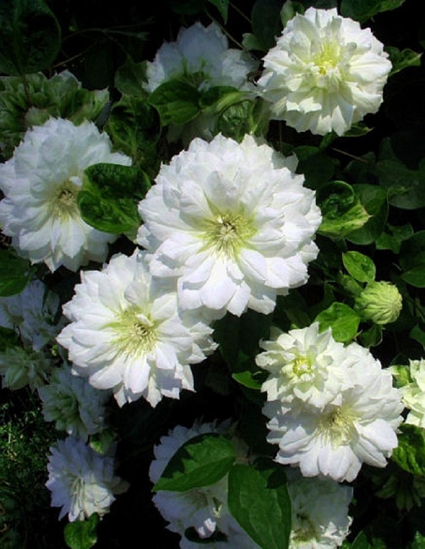 Клематис Дюшес Оф Эдинбург 1 шт Р9