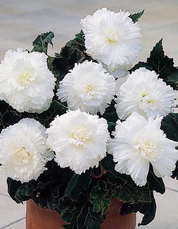 Бегония Бахромчатая Белая 