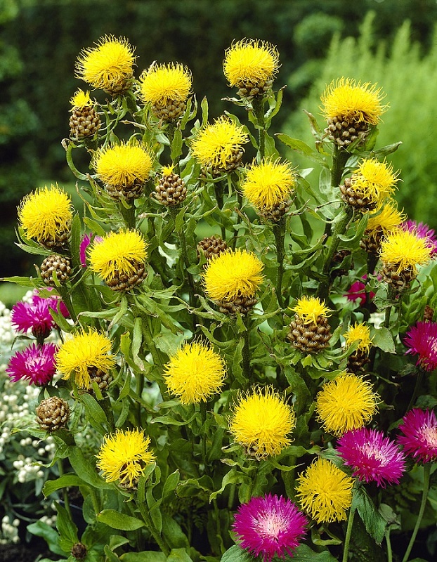 Василек Солнечный остров (УД) 0,15 гр. цв.п