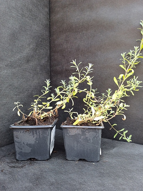 Лаванда узколистная Эрли Вайт Сцент компакт 1 шт Р9