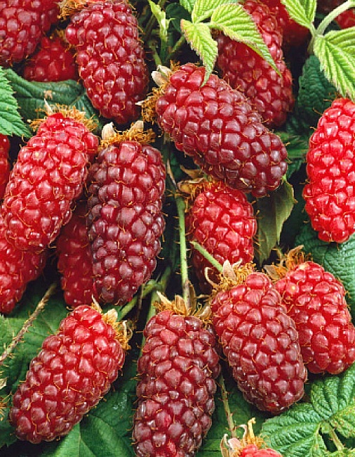 Ежемалина Мега Логанберри 1 шт