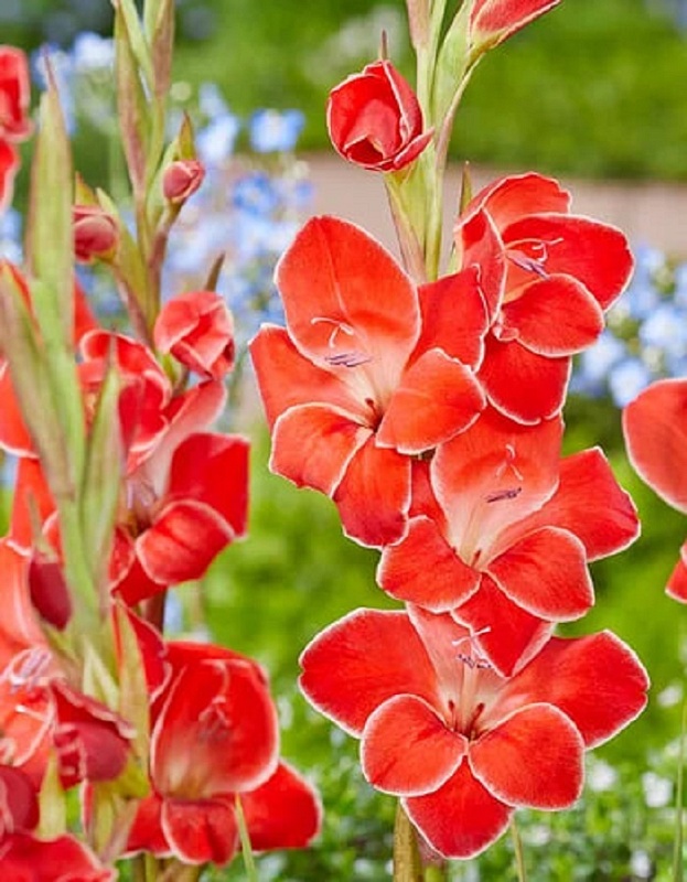 Гладиолус Атом 1 уп. (3 шт.).