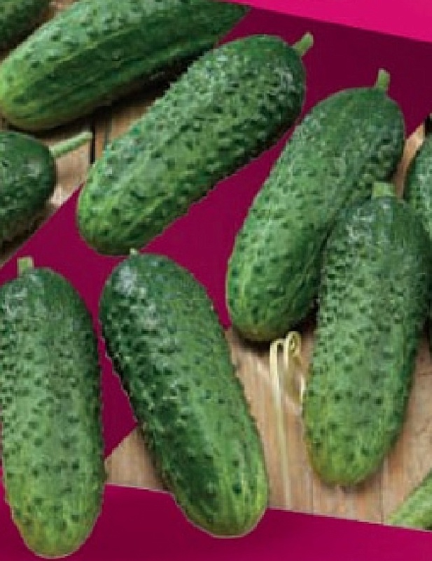 Огурец Парижский корнишон 0,25 гр б.п.