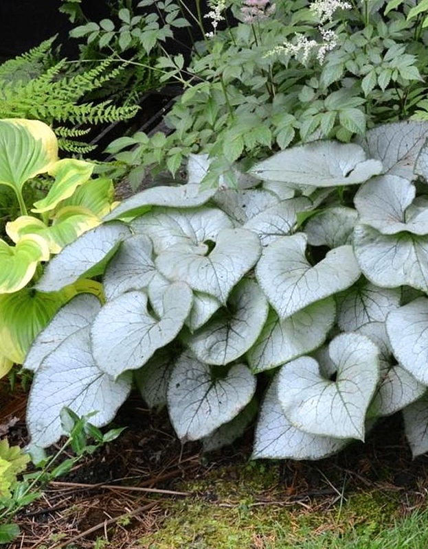 Бруннера Лукинг Гласс 