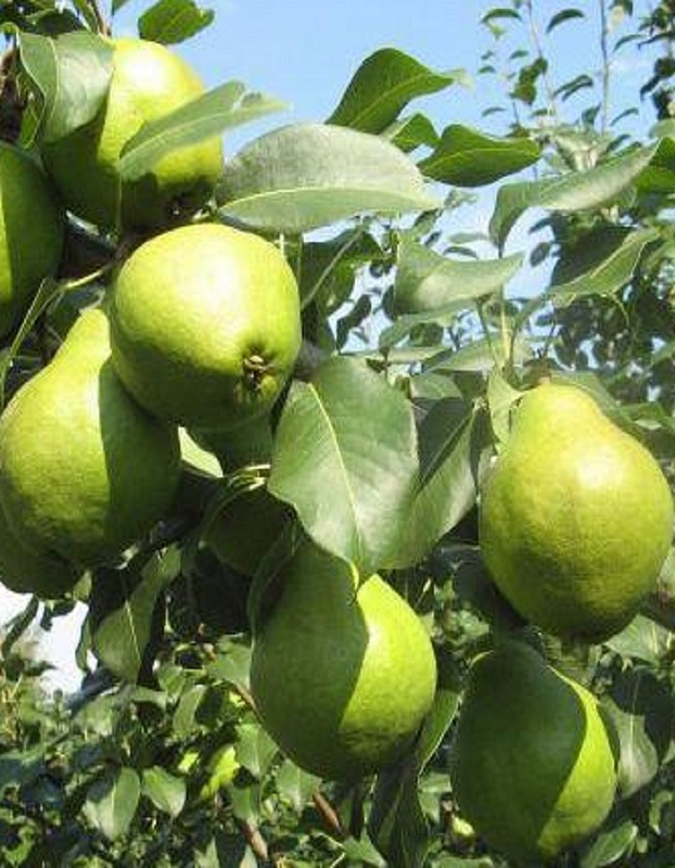 Груша Гвидон