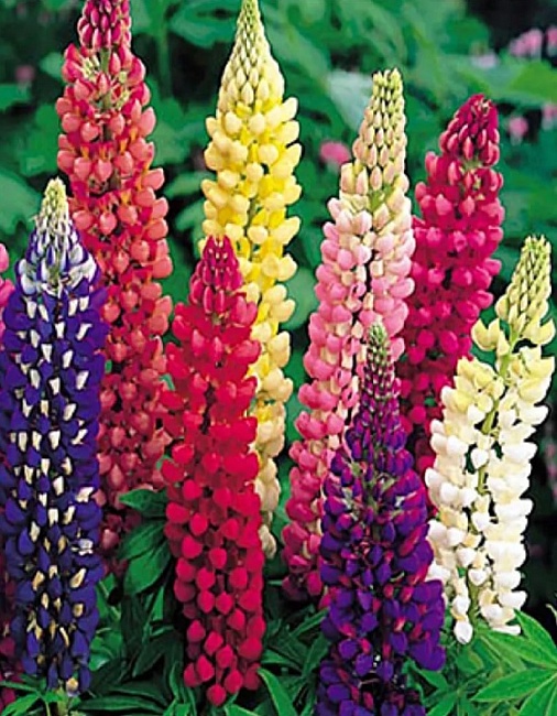 Люпин Гигантский Фейерверк (УД) 12 шт цв.п.