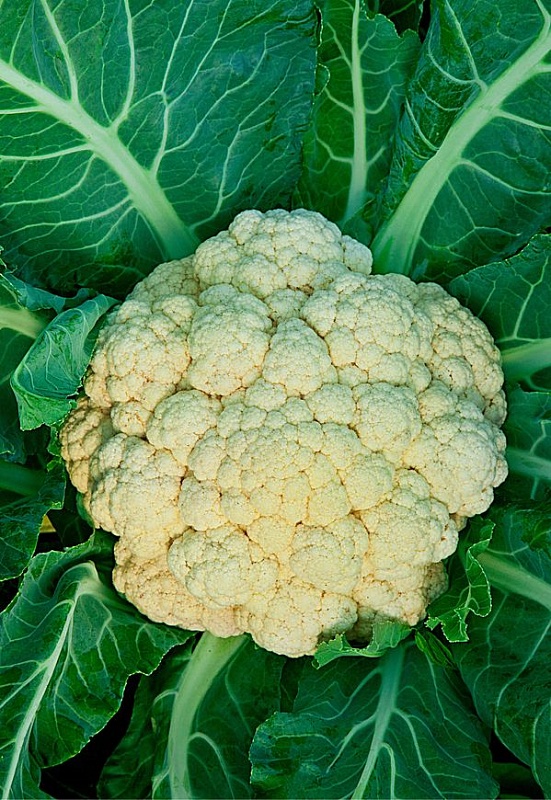 Капуста цветная Сноуболл 123  0,3 гр цв.п.