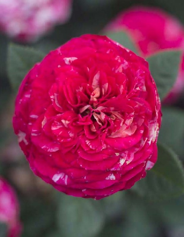 Роза чайно-гибридная Руно Клюссо 1 шт