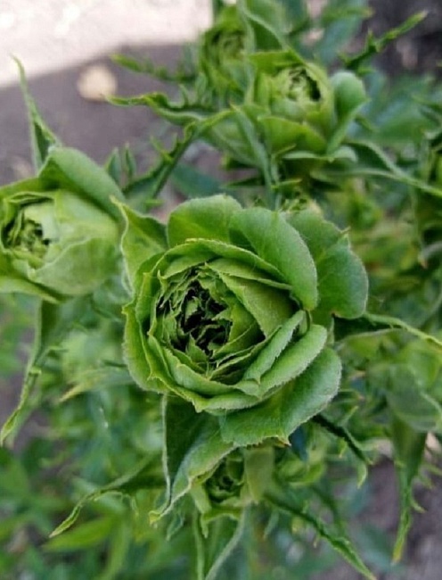 Роза японская Принцесса Мидори 