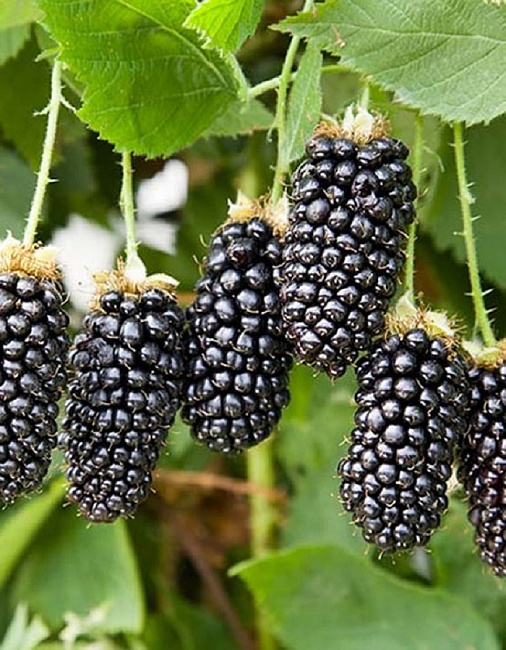 Ежевика Карака