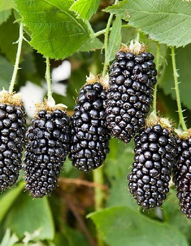 Ежевика Карака