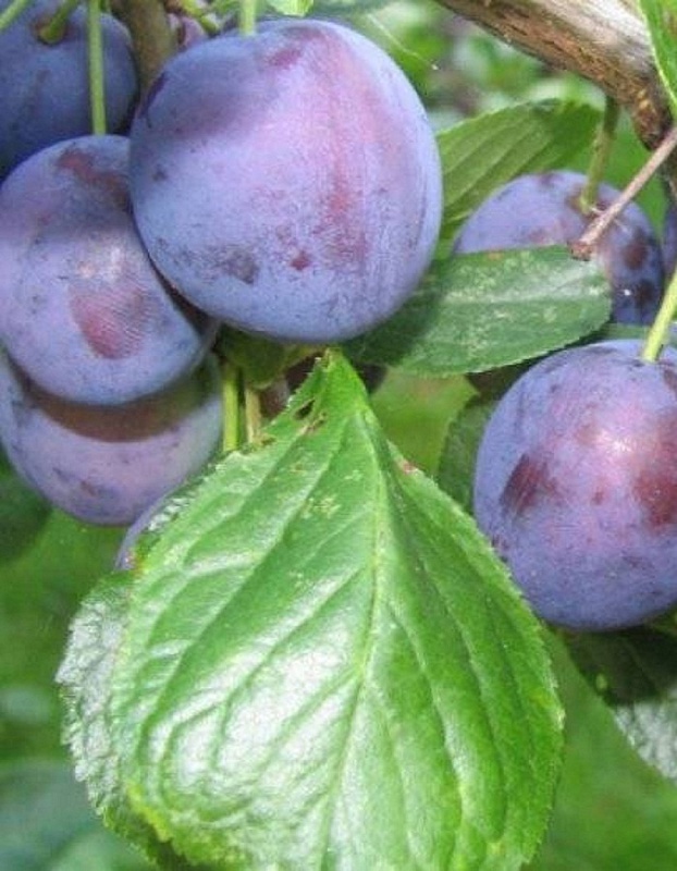 Слива Венгерка Московская 