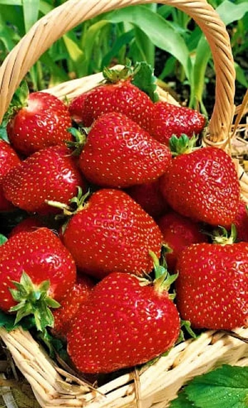 Земляника Челябинский метеорит - ремонтантная (УД) 10 шт