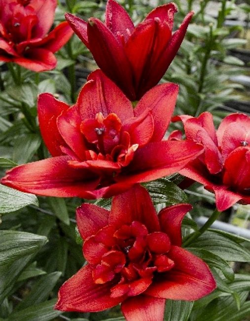 Лилия Коктейль Твинс 