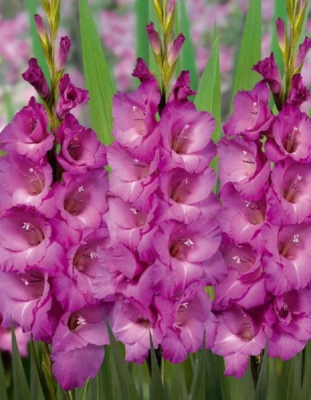 Гладиолус Леннон 