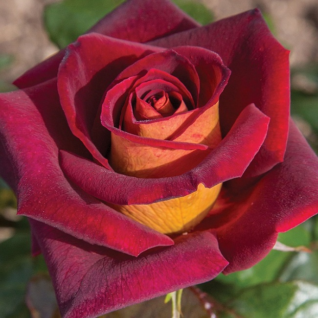 Роза чайно-гибридная Эдди Митчел