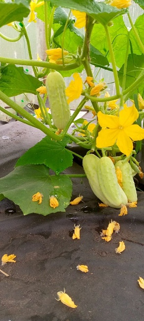 Огурец Снежный Барс 0,25 гр.(Функциональное питание)