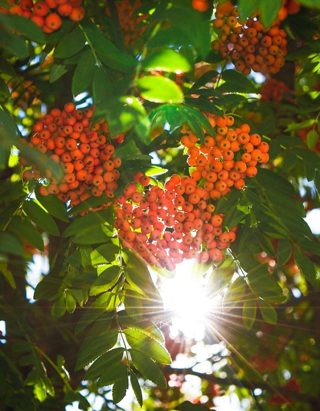 Рябина Солнечная 