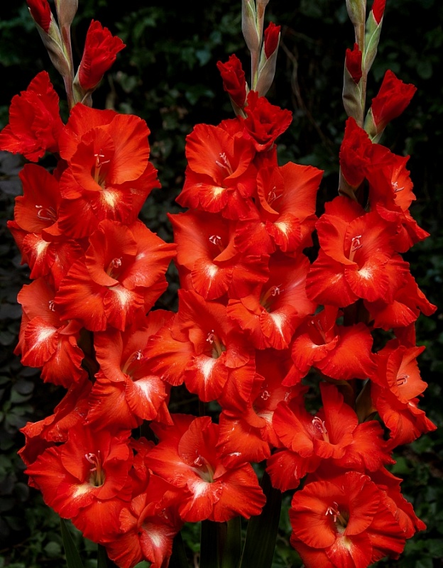 Гладиолус Трейдерхорн 