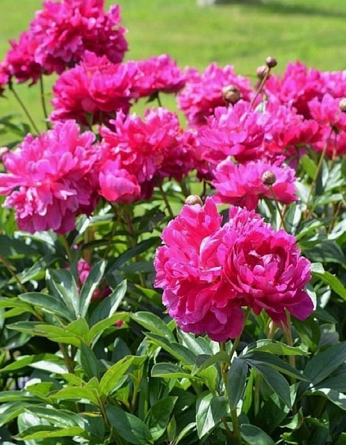 Пион Банкер‑Хилл