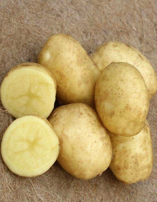 Картофель Спринтер, суперэлита 