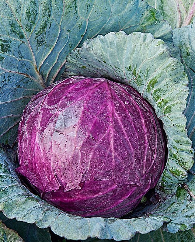 Капуста краcнокочанная Бенефис F1 0,3 гр цв.п.