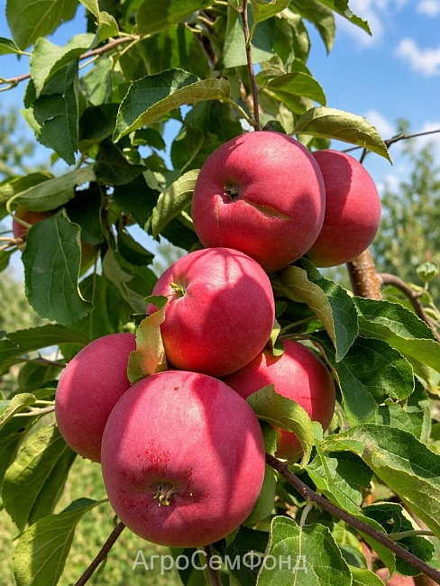 Яблоня Лойко