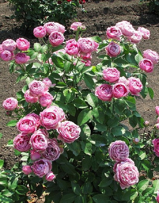 Роза спрей Мисти Бабблз