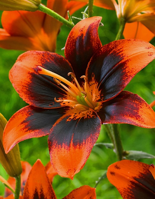 Лилия Изи Самба 1 уп. (2 шт.)