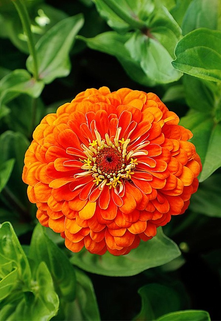 Цинния георгиноцветковая Оранжевый король 0,5 гр