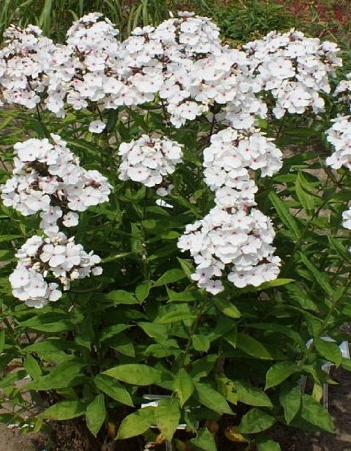 Флокс Попай 