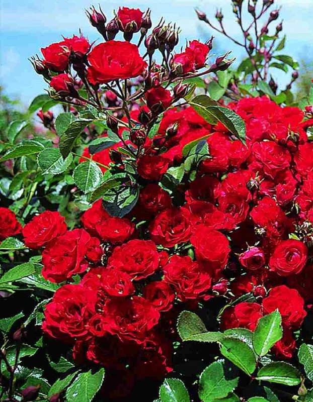 Роза почвопокровная Скарлет