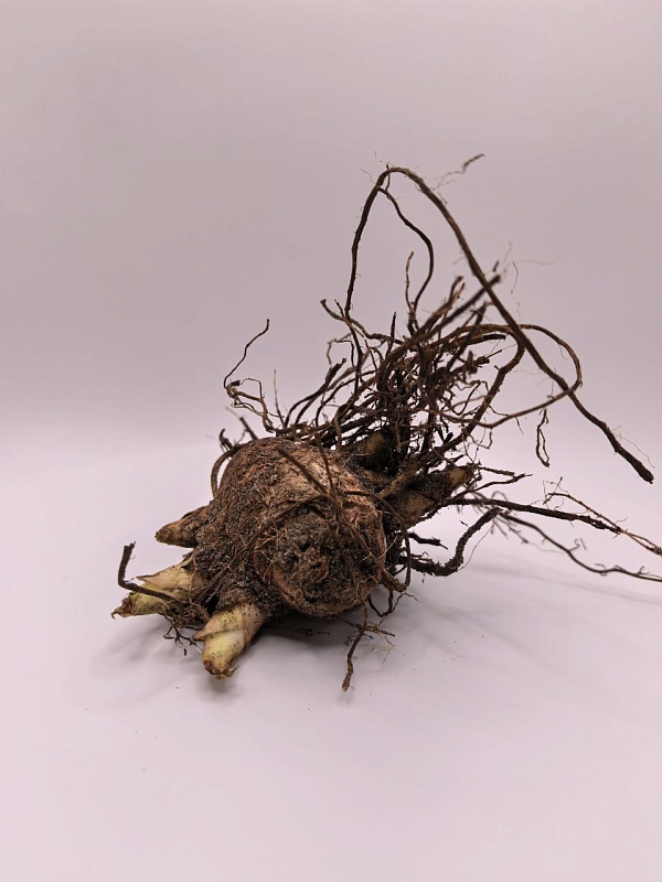 Ирис Бронзовый