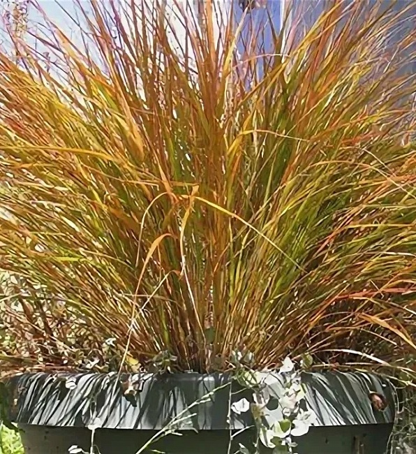 Ковыль тростниковый Фазан Тейл ASF р9