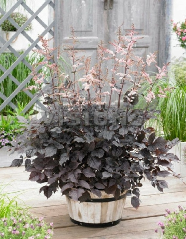 Астильба Чоколат Чогун