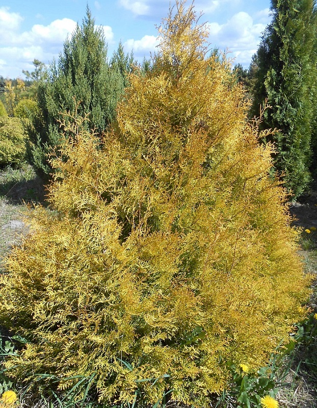 Туя западная Эльвангериана Ауреа