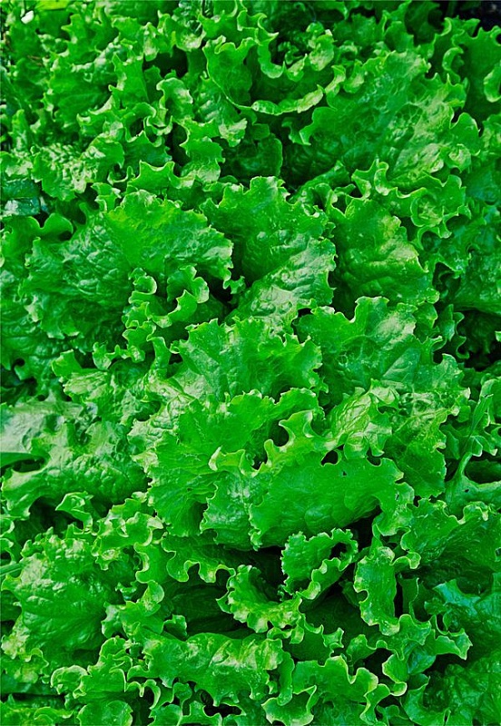 Салат Витаминная грядка 1 гр цв.п