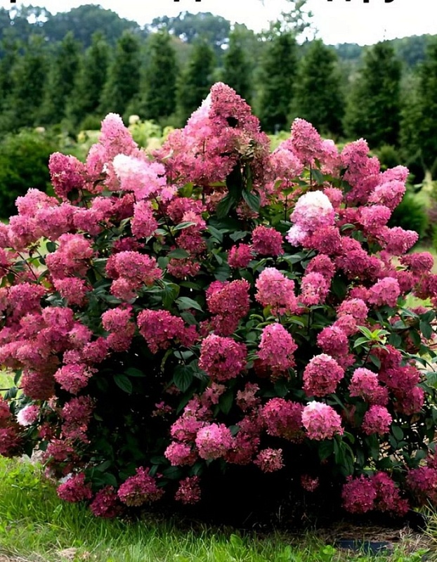 Гортензия метельчатая Даймонд Руж 1 шт Р9