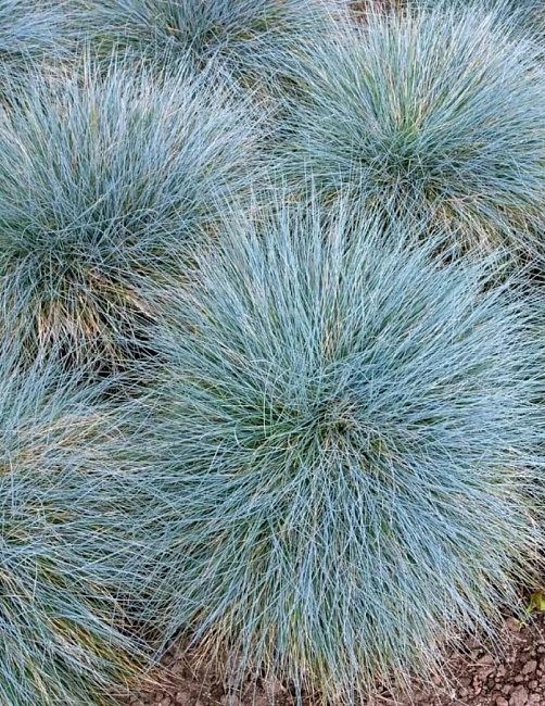 Овсяница сизая Фредди ASF 1 шт Р9